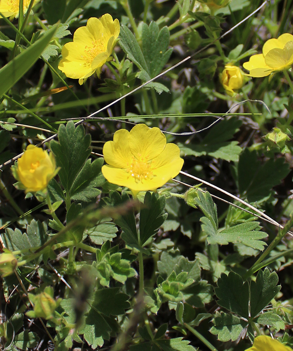 Изображение особи Potentilla incana.