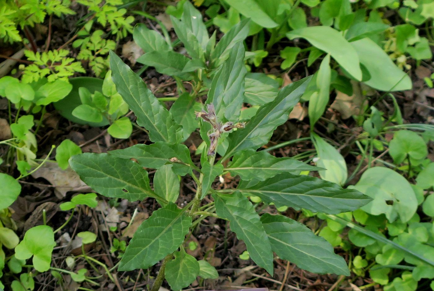 Image of Physochlaina orientalis specimen.