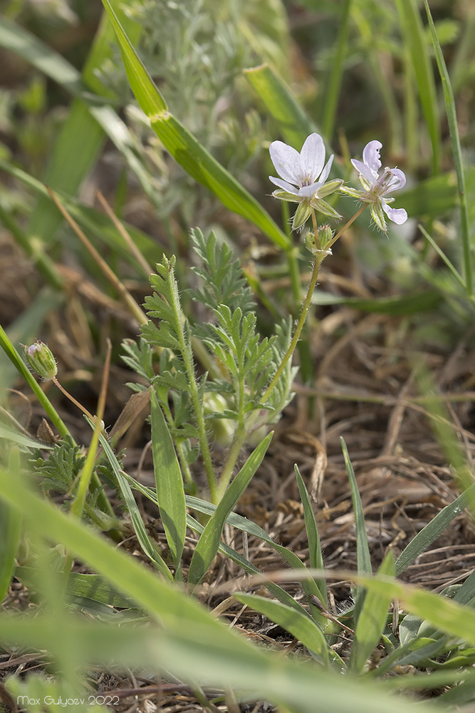 Изображение особи Erodium cicutarium.