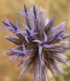 Echinops ruthenicus. Соцветие. Казахстан, Актюбинская обл., зимовка Таскора (по топооснове 200k - L40-05). 7 июля 2010 г.