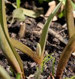 Tulipa biebersteiniana