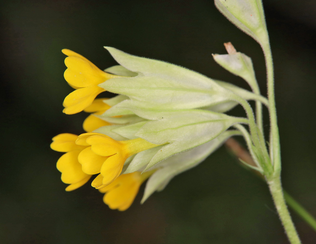 Image of Primula macrocalyx specimen.