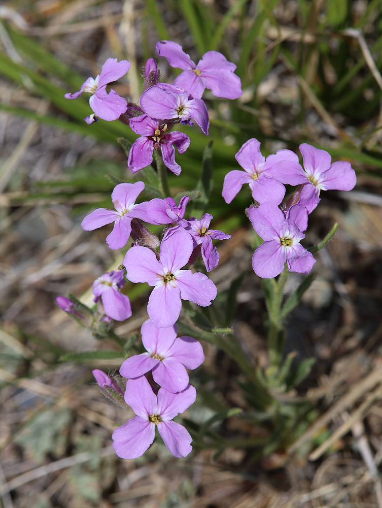 Image of Clausia aprica specimen.