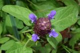 Prunella vulgaris