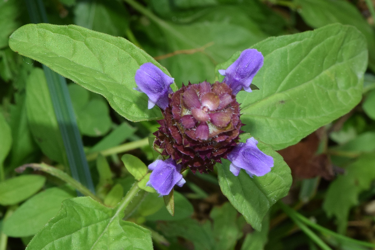 Image of Prunella vulgaris specimen.