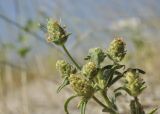 Plantago arenaria