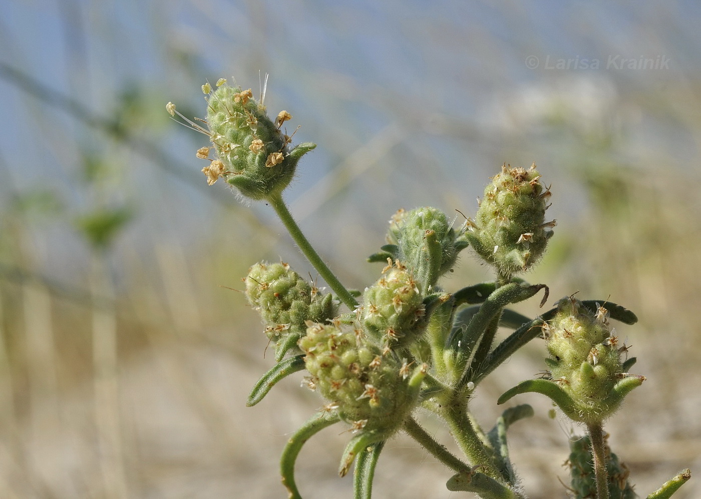 Image of Plantago arenaria specimen.