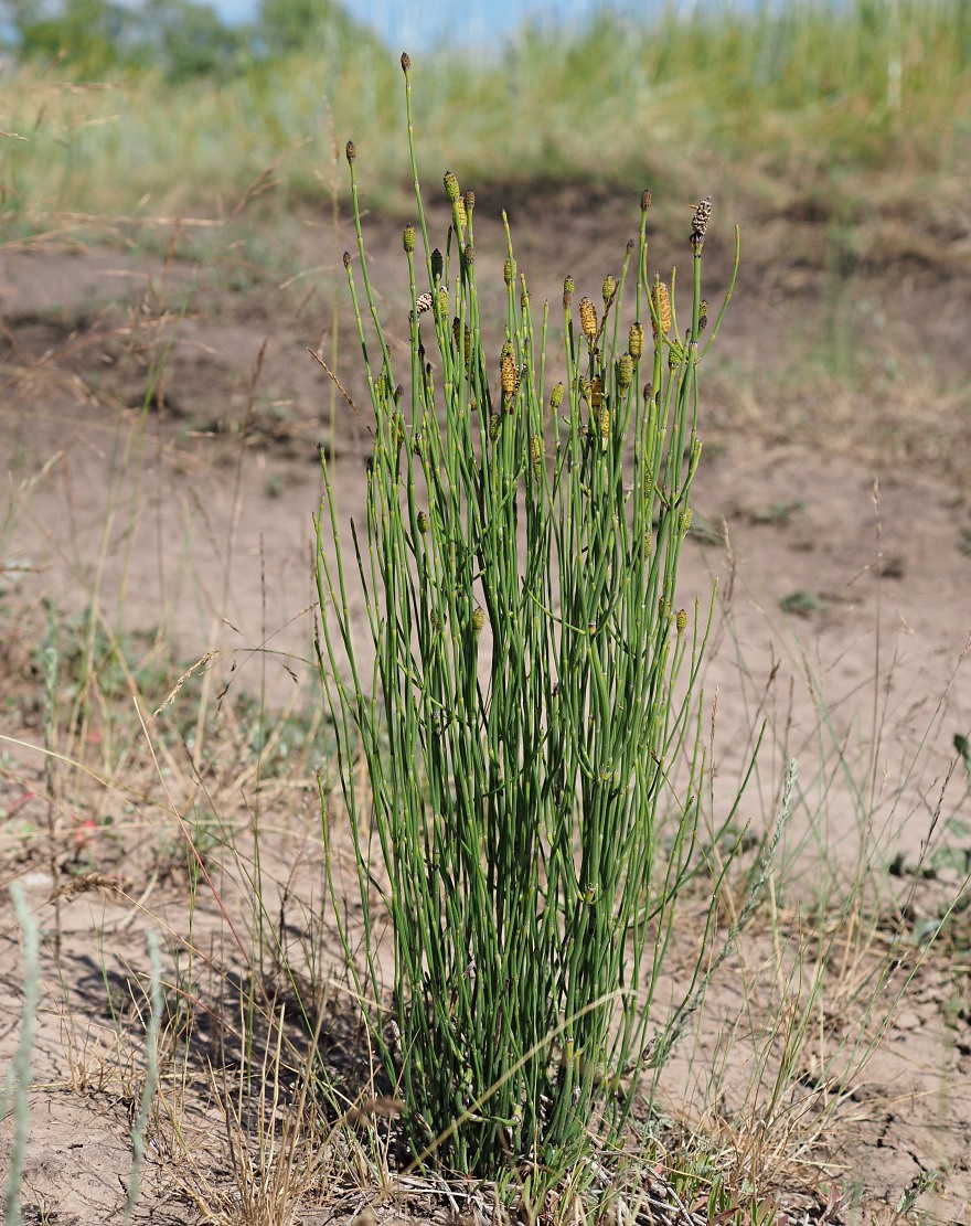 Изображение особи Equisetum ramosissimum.