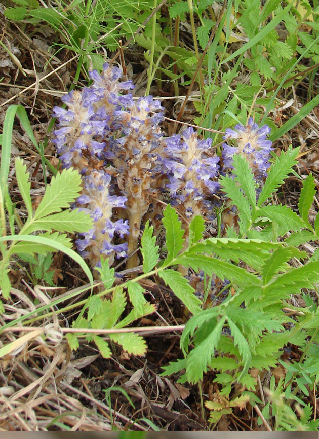 Image of Orobanche coerulescens specimen.