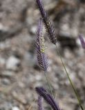 Image of taxon representative. Author is Марина Скотникова