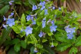 Omphalodes cappadocica