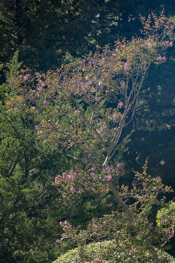 Изображение особи род Lagerstroemia.