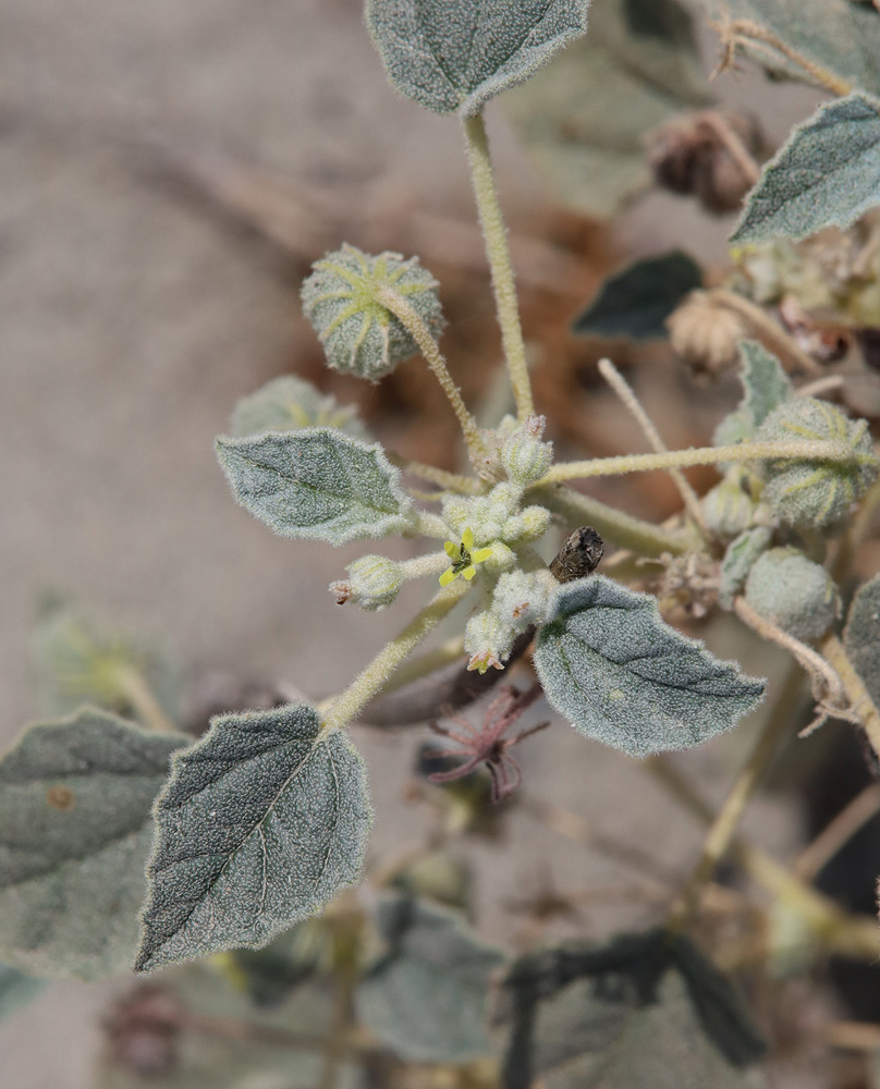 Изображение особи Chrozophora gracilis.