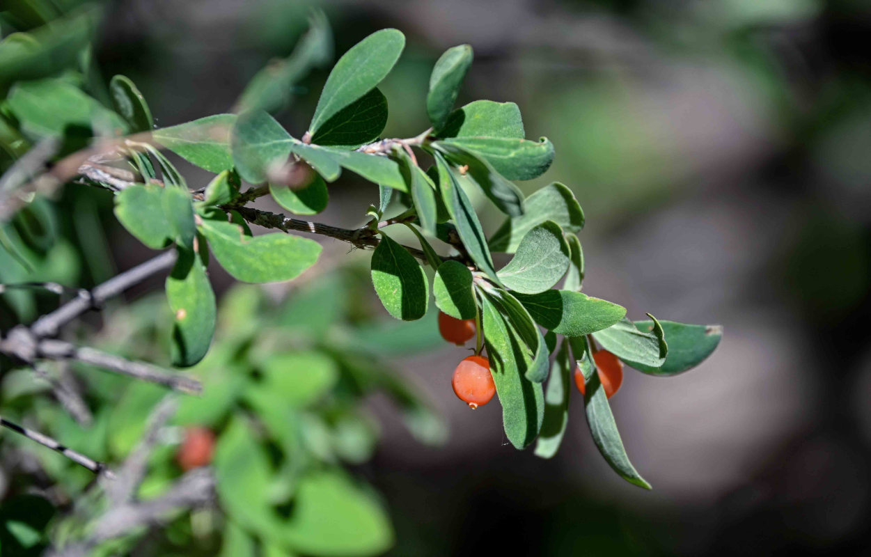 Изображение особи Lonicera microphylla.