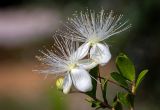 Myrtus communis