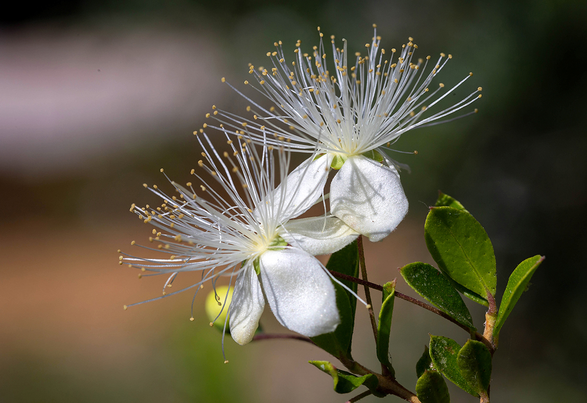 Image of Myrtus communis specimen.