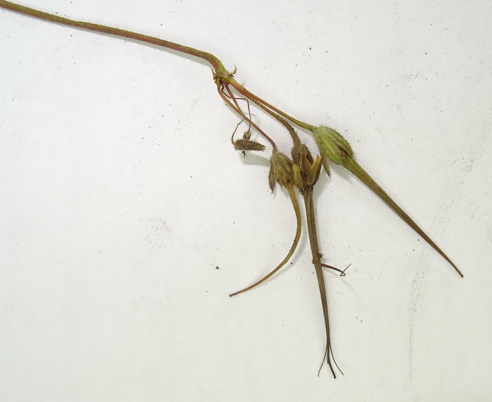 Изображение особи Erodium cicutarium.