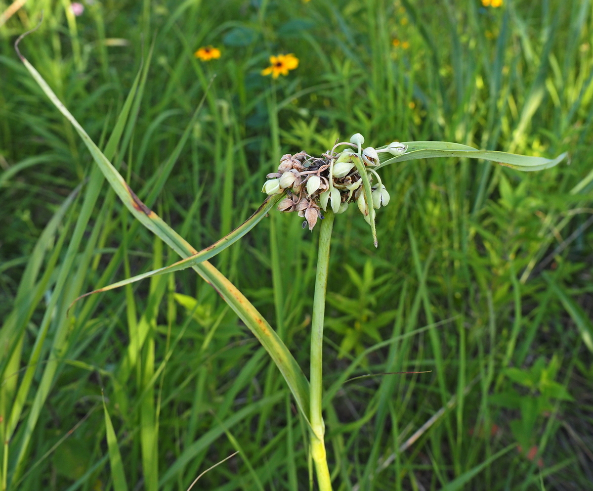 Image of Tradescantia ohiensis specimen.