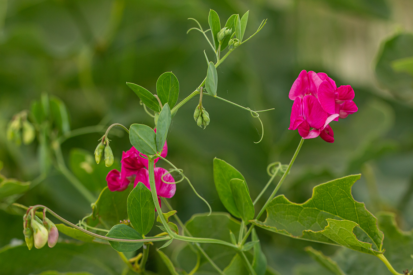 Изображение особи Lathyrus tuberosus.