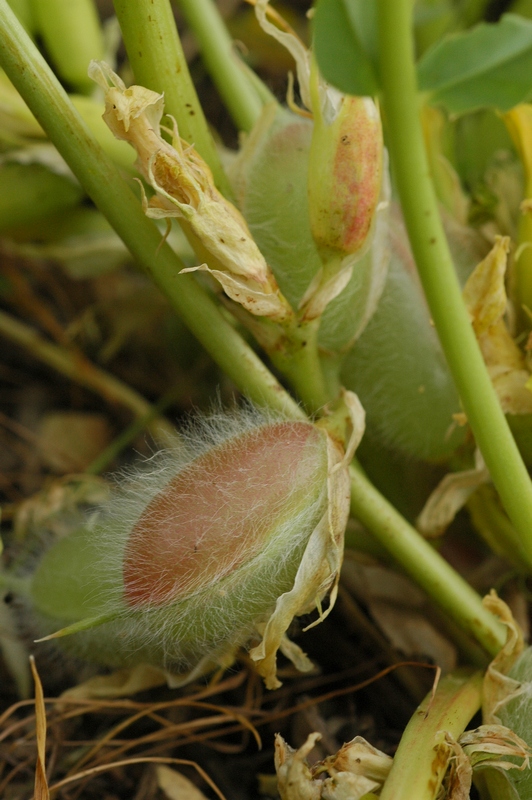 Изображение особи Astragalus sewertzowii.