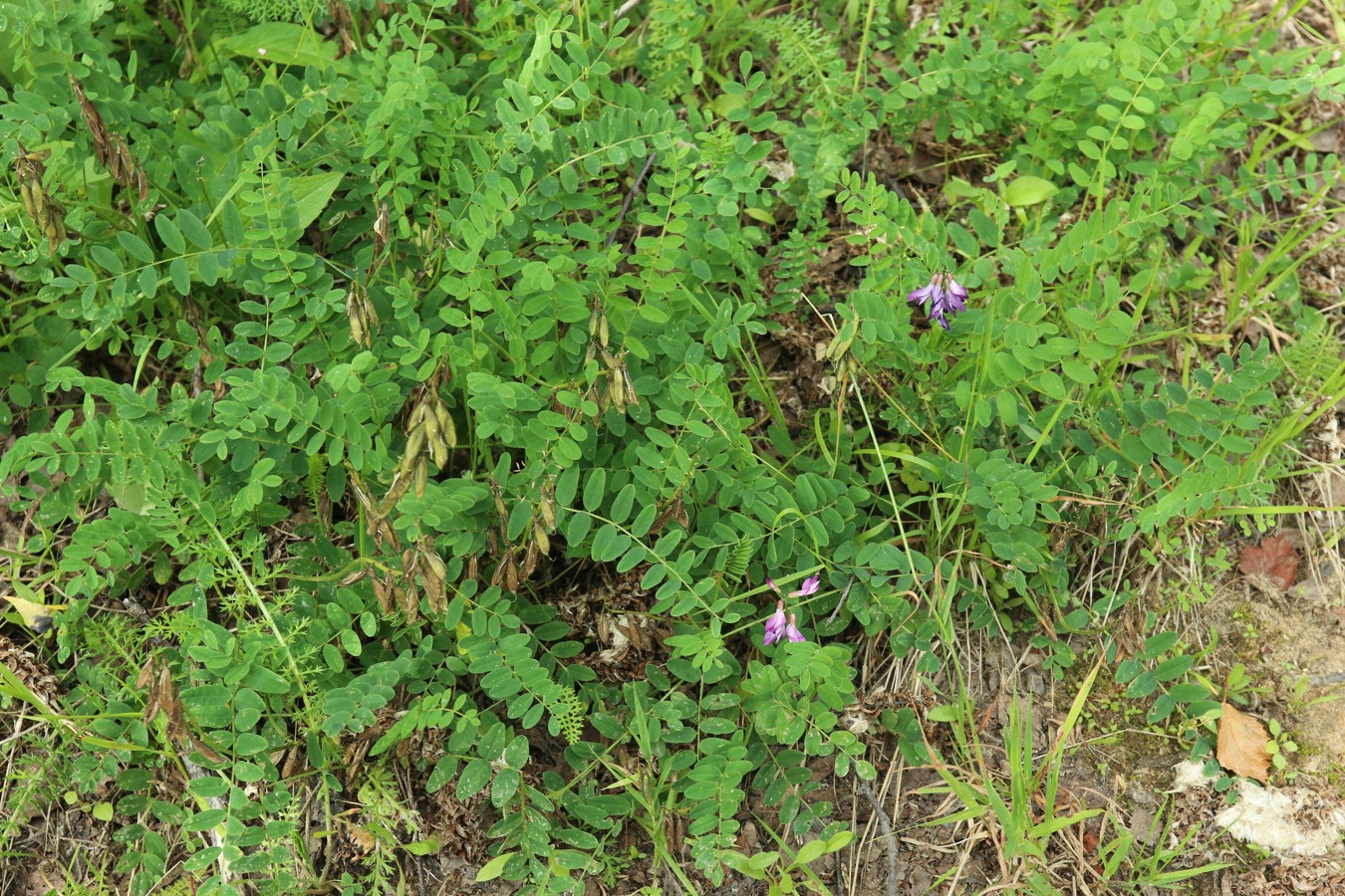 Изображение особи Astragalus subpolaris.