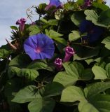 Ipomoea indica
