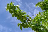 Armeniaca vulgaris. Верхушка ветви с незрелыми плодами. Дагестан, Хунзахский р-н, с. Большой Гоцатль, ≈ 1100 м н.у.м., в культуре. 02.05.2022.