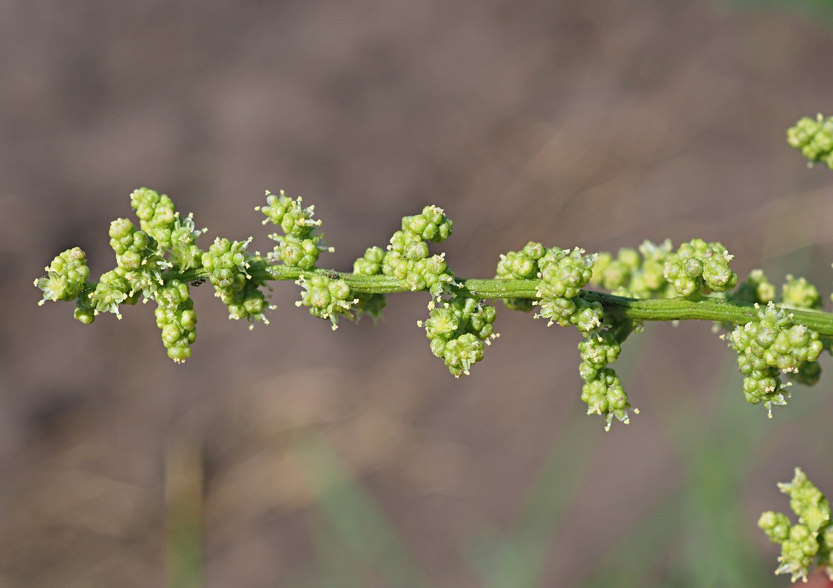 Image of Oxybasis urbica specimen.