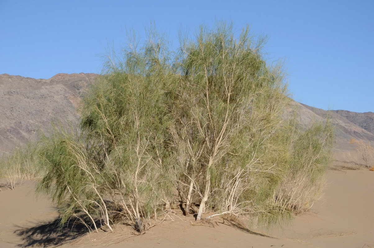 Image of Haloxylon persicum specimen.