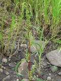 Rumex pseudonatronatus. Верхушка зацветающего растения. Красноярский край, Эвенкийский р-н, государственный природный заповедник \"Тунгусский\", окр. устья р. Чамба, каменистый берег р. Подкаменная Тунгуска. 28.06.2012.