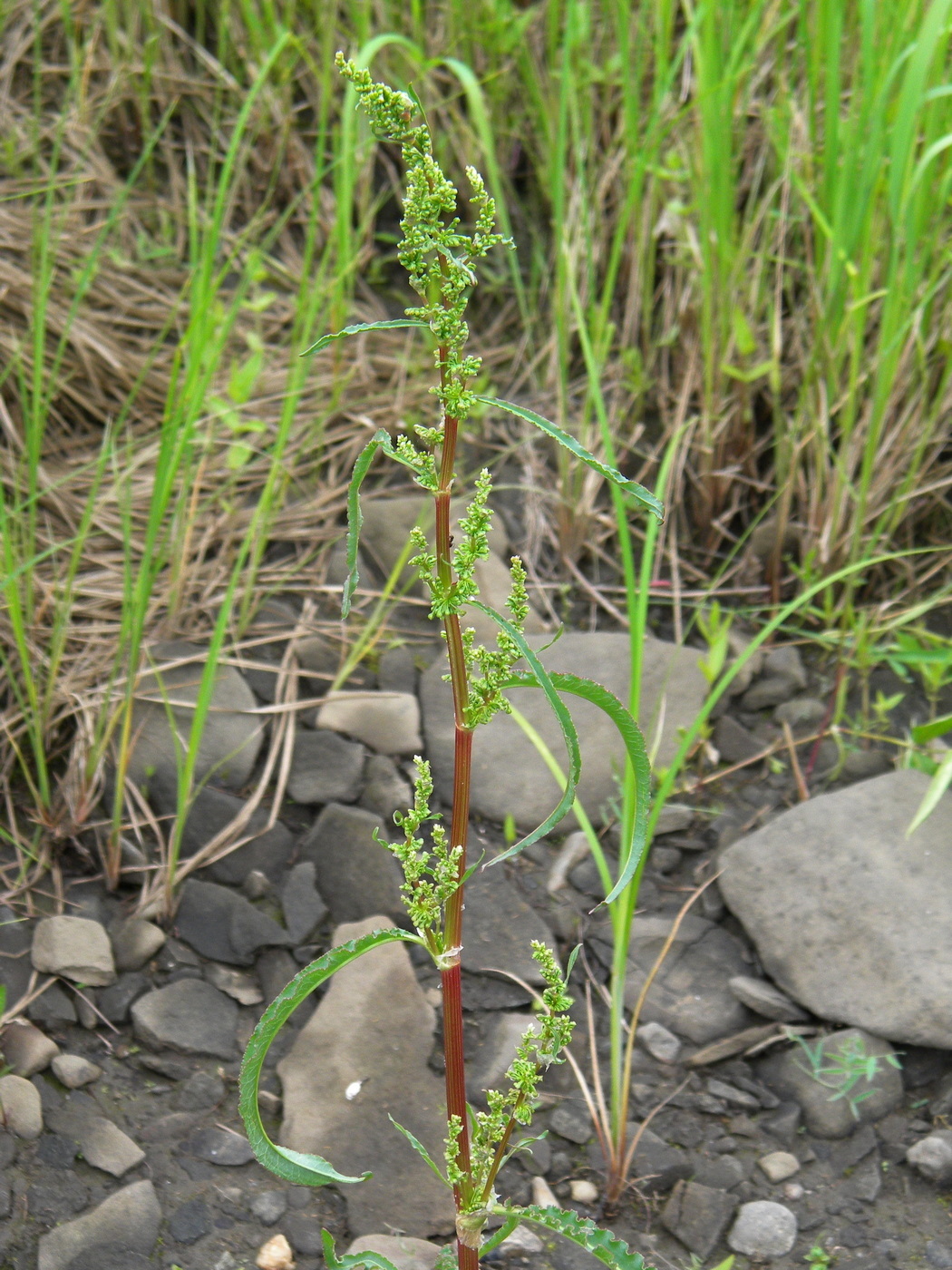 Изображение особи Rumex pseudonatronatus.