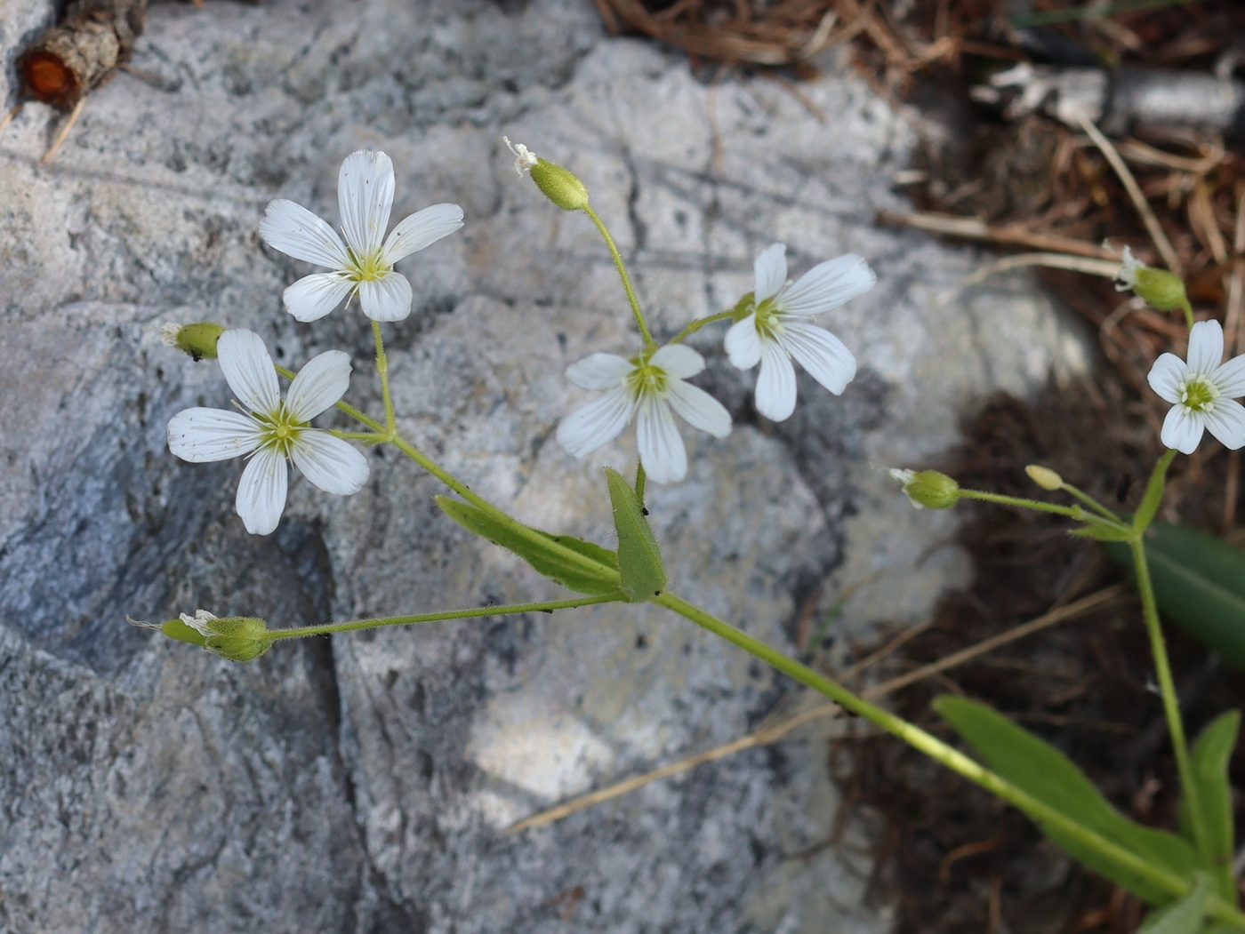 Изображение особи Cerastium pauciflorum.