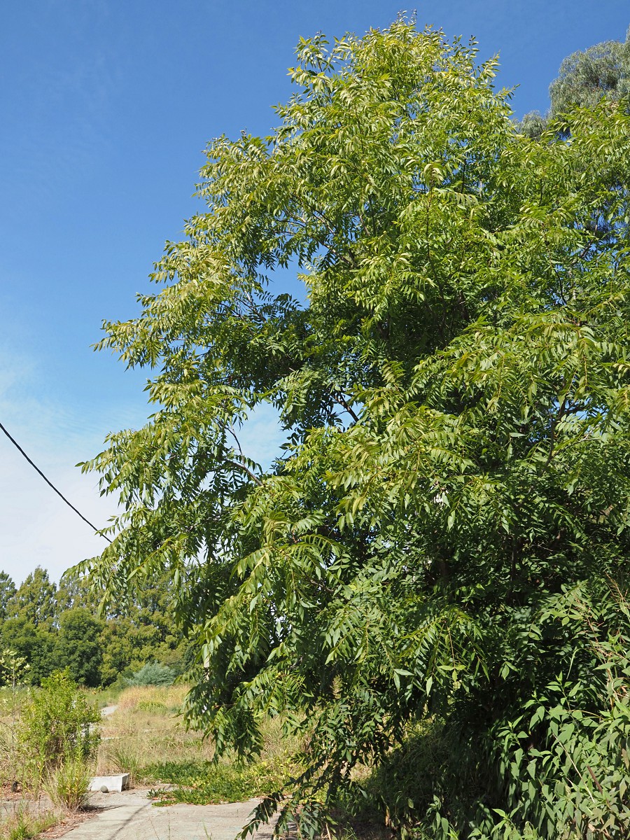 Image of Carya illinoinensis specimen.