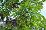 genus Fraxinus. Верхушка ветви с плодами разной степени зрелости. Северная Осетия, Владикавказ, берег р. Терек. 23.07.2022.