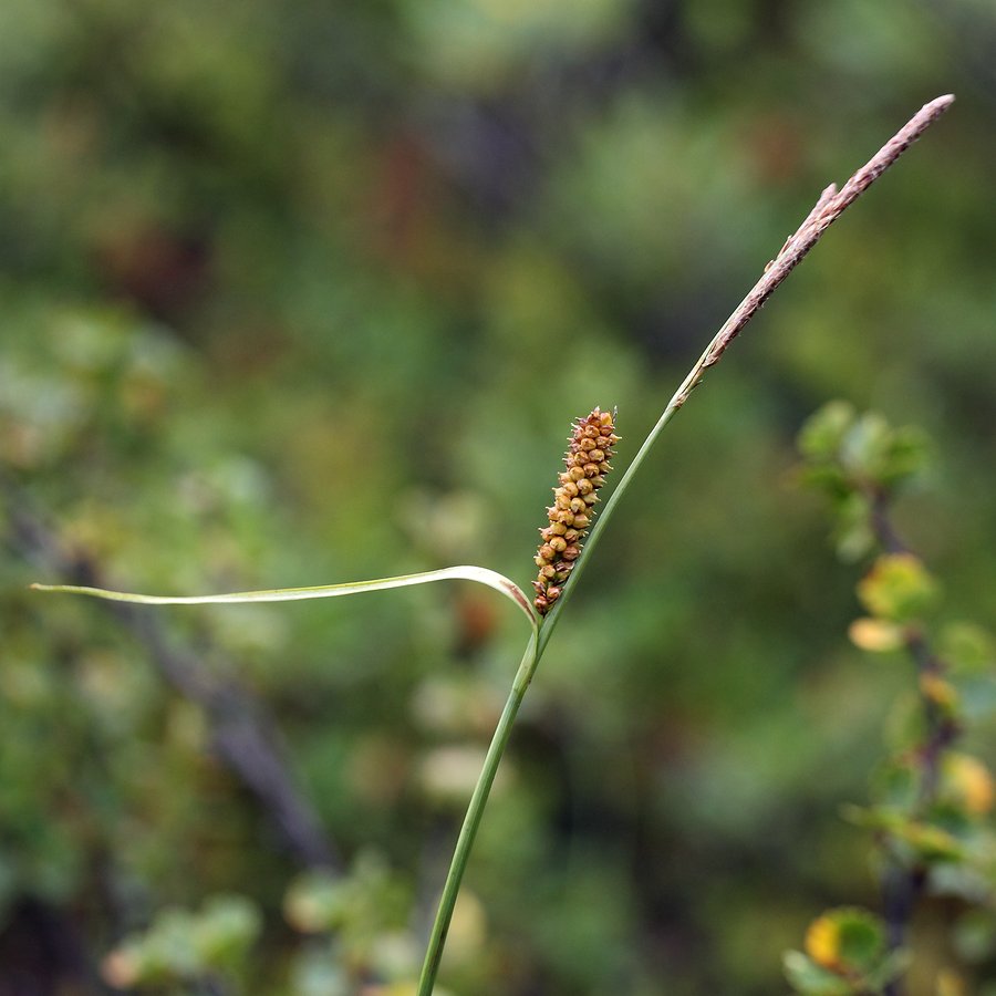 Image of Carex rotundata specimen.