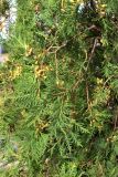 Thuja occidentalis. Ветви с незрелыми шишками. Республика Татарстан, г. Набережные Челны, Автозаводский р-н, 50-й комплекс, в культуре. 10.09.2022.