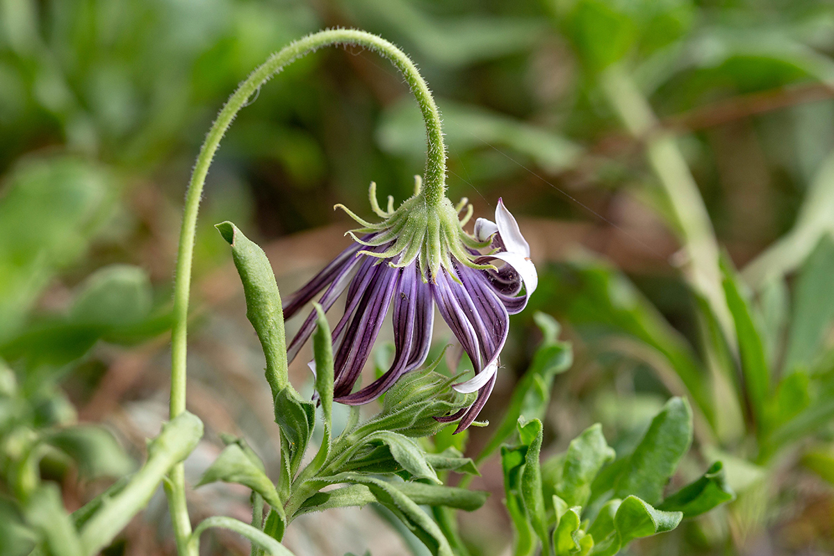 Изображение особи Dimorphotheca ecklonis.