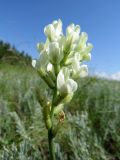 Oxytropis hippolyti. Соцветие. Татарстан, Новошешминский р-н, окр. пос. Совхоз «Красный Октябрь», памятник природы \"Склоны Коржинского\", степь. 10.07.2022.