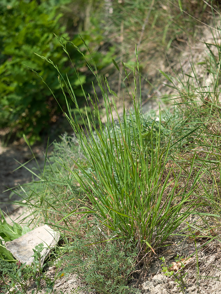 Image of Brachypodium rupestre specimen.