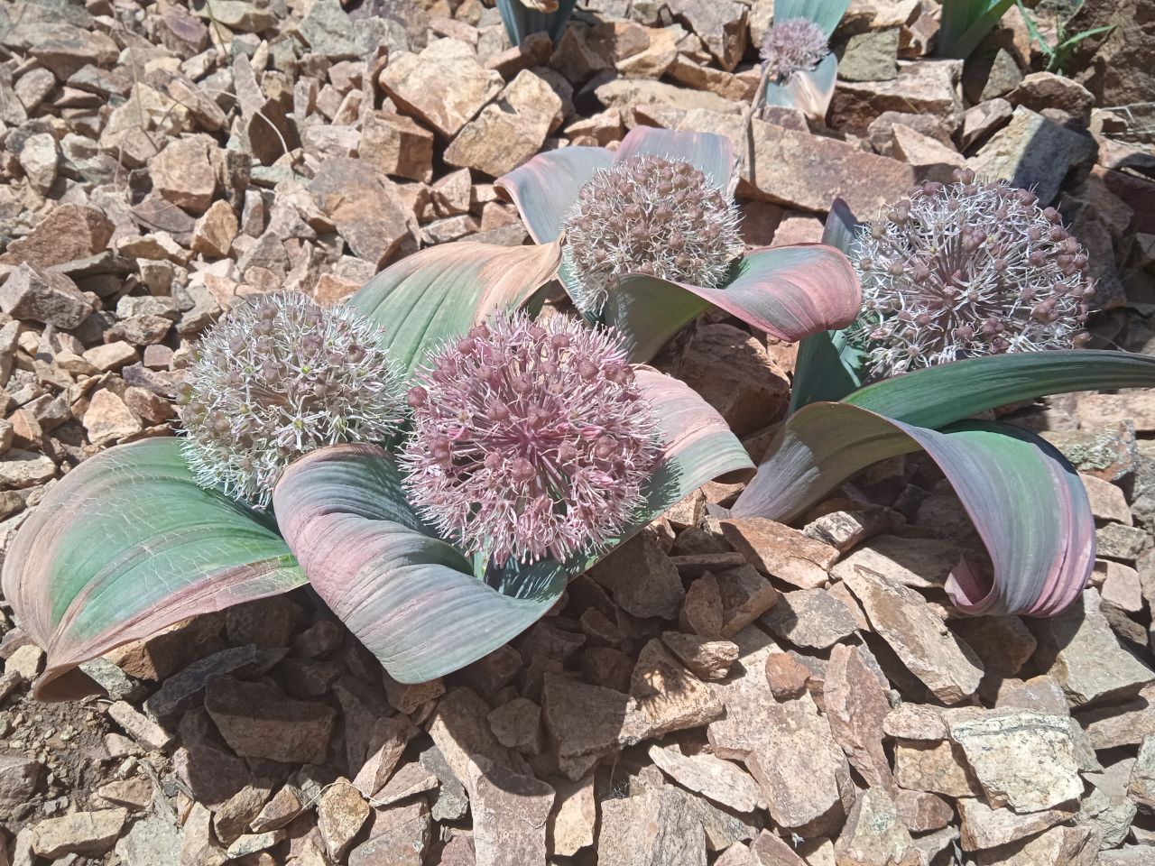 Image of Allium karataviense specimen.