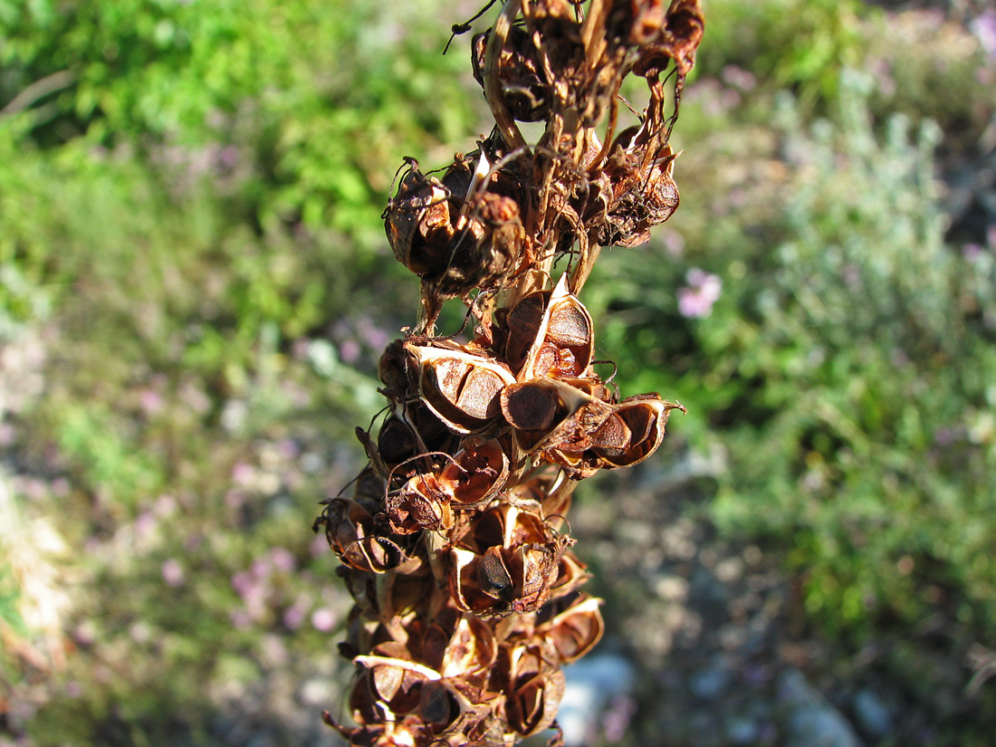 Image of Eremurus spectabilis specimen.