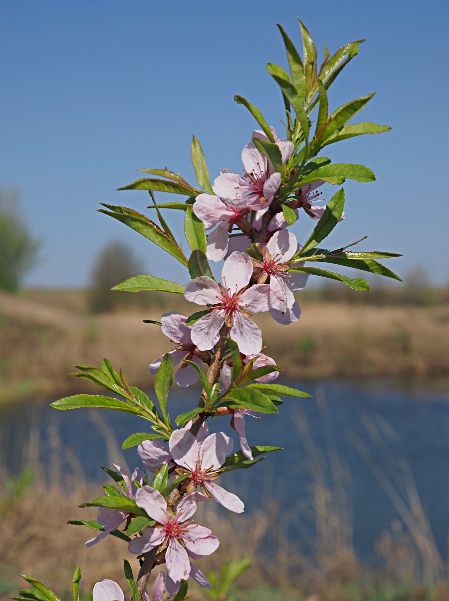 Изображение особи Amygdalus nana.