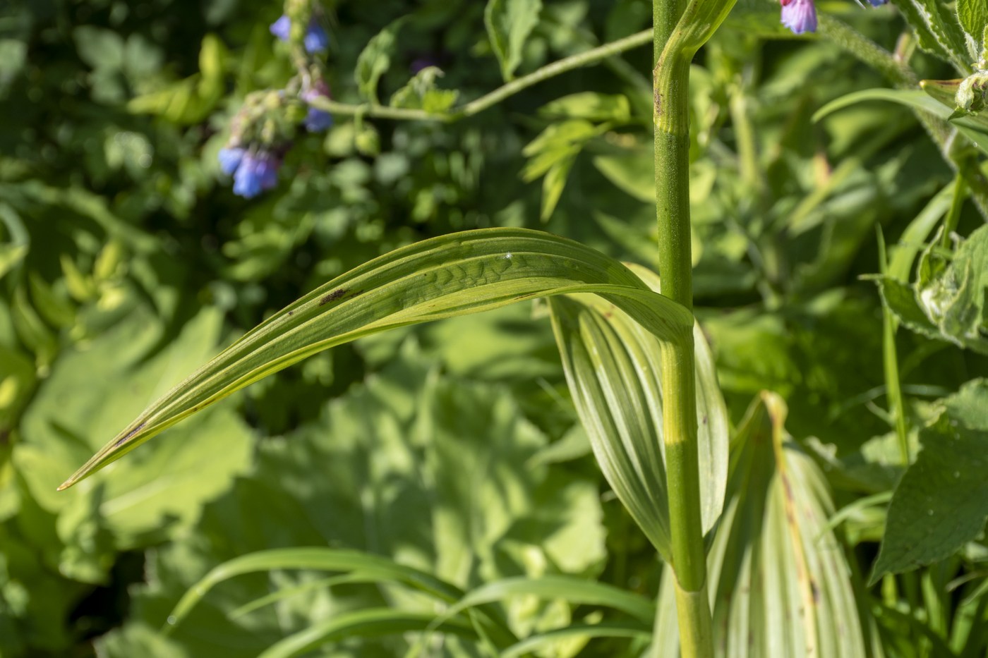 Image of Veratrum lobelianum specimen.