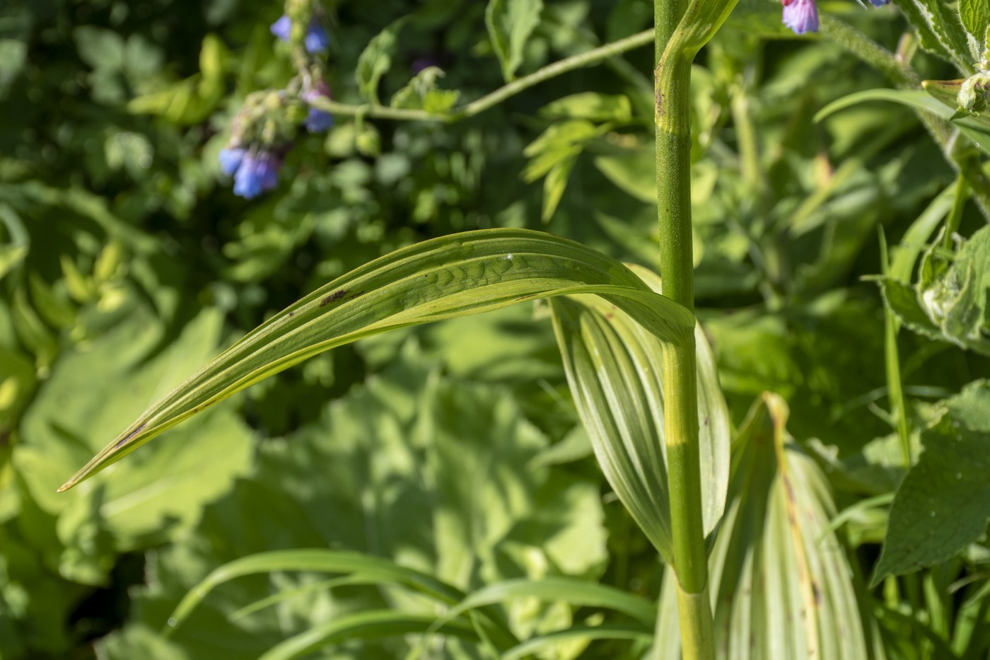 Изображение особи Veratrum lobelianum.