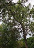 Pinus pinaster