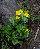 Caltha palustris