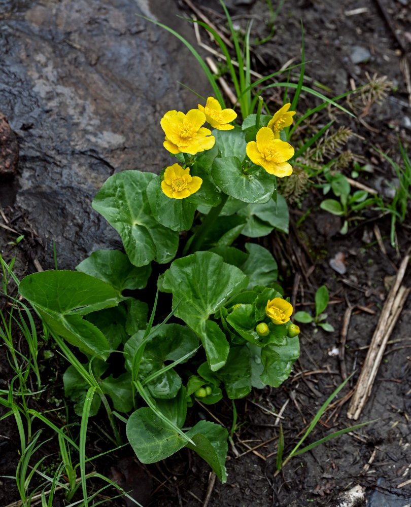 Изображение особи Caltha palustris.