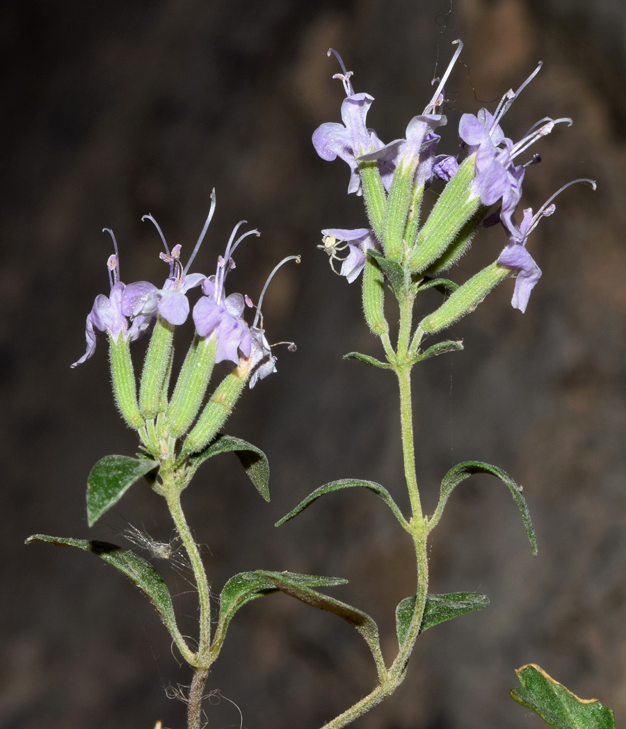 Image of Ziziphora clinopodioides specimen.