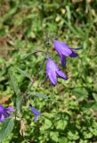 Campanula collina