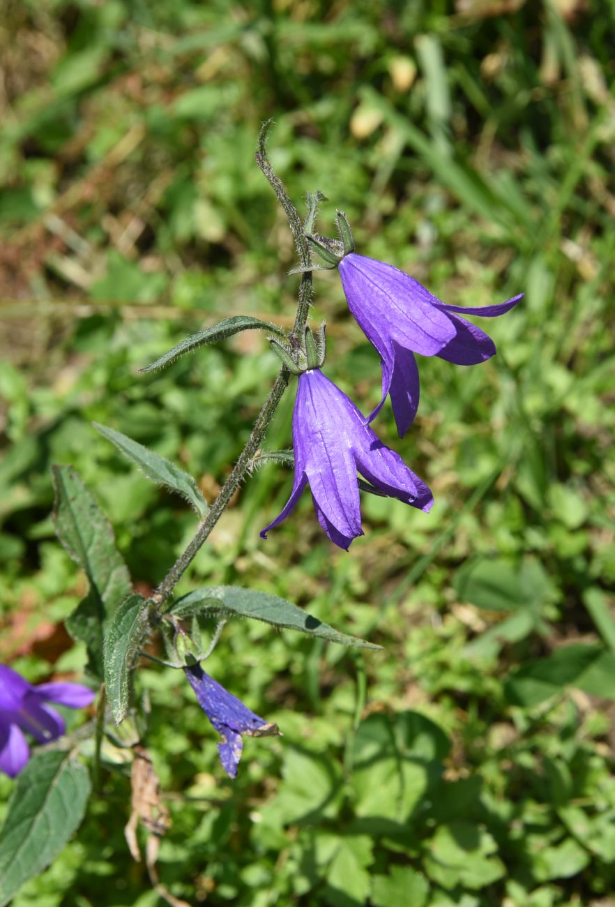 Изображение особи Campanula collina.